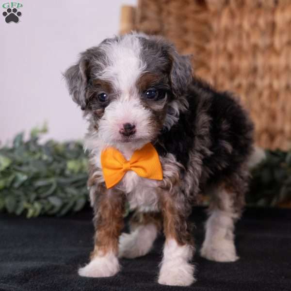 Kricket, Mini Bernedoodle Puppy